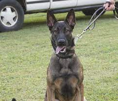 Check spelling or type a new query. Belgian Malinois German Shepherd Mix Temperament Size Adoption Lifespan Price