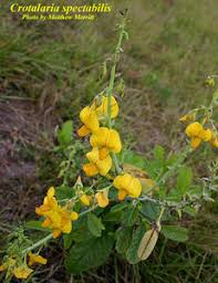 Image result for Crotalaria subcapitata