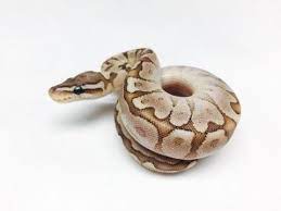 Bamboo Woma Ball Python Ball Python Beautiful Snakes Python
