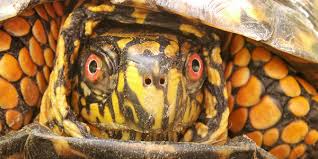 Image result for turtle