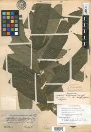 Image result for Amauropelta bergiana