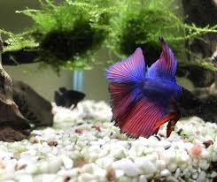There Is A Lot Of Betta Fish Names So If You Are Struggling With Choosing Your Betta Fish Name We Are Here To Help You Betta Fish Betta Fish