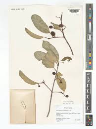 Image result for Elaeodendron matabelicum