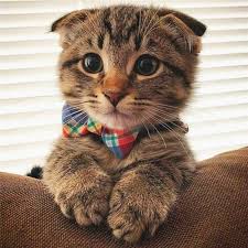 Begitu banyak orang yang memilih kucing sebagai hewan peliharaan kesayangan karena sifatnya yang lucu dan mengemaskan. Pin Di Pet