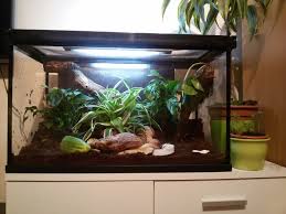 Pin By Lucka Dockalova On Terrarium Giant African Land Snails Pet Snails Giant Snail
