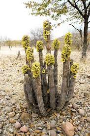 Pin By Paia On Plant Life Plants Planting Succulents Desert Flowers