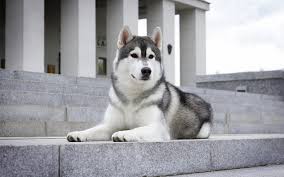 Maybe you would like to learn more about one of these? Papeis De Parede Cao Husky Siberiano Escada Malamute Do Alasca Animalia Baixar Imagens