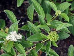 Image result for Sericorema remotiflora