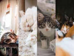 We have a massive amount of hd images that will make your computer or smartphone look absolutely fresh. 10 Cute Cat Wallpapers For Your Phone I Like Cats Very Much