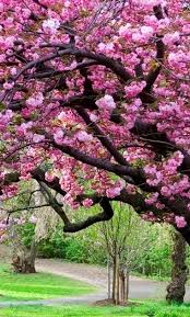 Tumblr wallpaper beauty iphone wallpaper frühling wallpaper power wallpaper wallpaper iphone disney trendy wallpaper iphone. Paling Bagus 21 Wallpaper Bunga Di Iphone Em 2020 Com Imagens Lindas Paisagens Belas Imagens Arvores Floridas
