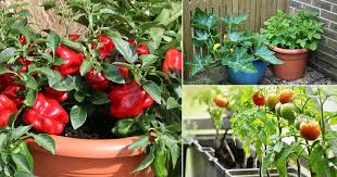 8 Best Summer Vegetables To Grow In Pots Summer Vegetable Garden