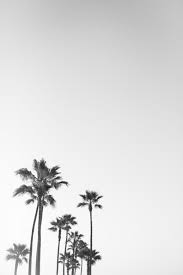 Black And White Palm Tree Pictures Palm Trees Inspo Palm Trees Wallpaper Tree Wallpaper Iphone Palm Tree Art