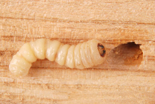 2,100+ Woodworm Stock Photos, Pictures & Royalty-Free Images - iStock