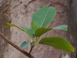 Image result for Ficus laurifolia