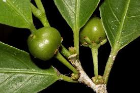 Image result for Rinorea