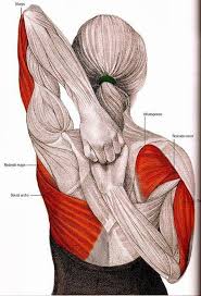 These Exercises Help To Relieve The Neck Muscles And Eliminate Cramping Cramping Eliminate Exercises Muscles Yoga Anatomy Yoga Muscles Physical Fitness