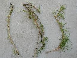 Image result for Cenchrus clandestinus