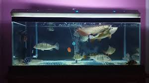 Begitu juga bentuknya beragam ada yang. Rekomendasi Ikan Hias Berdasarkan Tipe Area Renang Ikanesia Id