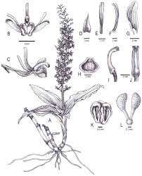 Image result for Malaxis weberbaueriana