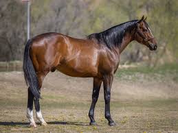 Image result for Medium Buckskin 1989 Colt