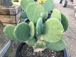 We did not find results for: Spineless Prickly Pear Cactus Southwest Nursery Wholesale Landscaping Supplies Dallas Fort Worth