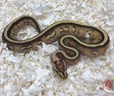 Superstripe Desert Ghost Ball Python Ball Python Pythons For Sale Python
