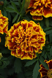 Image result for Tagetes patula