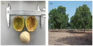 Image result for Agelanthus krausei