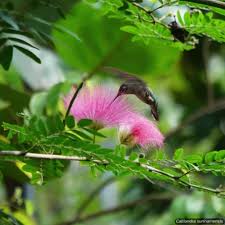 Image result for Samanea leptophylla