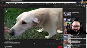 2017 yılının yaz aylarında sahiplendiği köpeğini barınaktan alan jahrein'in, sahipleri tarafından barınağa bırakılan alfred'in kötü zamanlar geçirdiği dolayısıyla çok sosyal olmadığını vurgulamıştı. Jahrein Isirabilecek Kopegin Belirtilerini Izliyor Youtube
