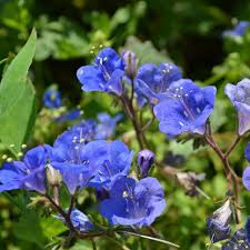 Image result for Culcasia falcifolia