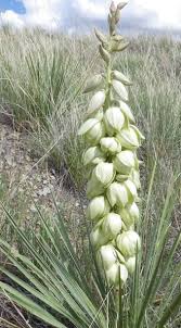 Image result for Centropodia glauca