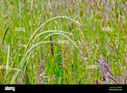 Image result for Isachne kiyalaensis