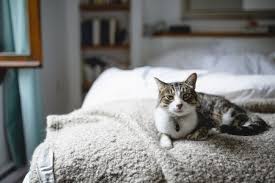 Unless there's an underlying medical reason — which we'll mention later in the post — cats pant in cars because their heart rate is elevated and they're why else might my cat be panting? How To Treat Rapid Breathing In Cats