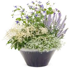 Image result for sanvitalia combine in pots