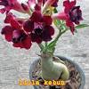 Demikian penjelasan kami tentang cara menanam bunga kamboja jepang dari kebun.co.id, semoga dapat bermanfaat dan menambah wawasan anda. Https Encrypted Tbn0 Gstatic Com Images Q Tbn And9gcrib Bagjf777fu02jcprjes56e0rnigmnhtbnsglw Usqp Cau