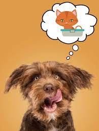 Door Buddy The Story On Why Dogs Eat Cat Poop