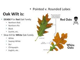 Oak Wilt 101 Michiganoakwilt Org