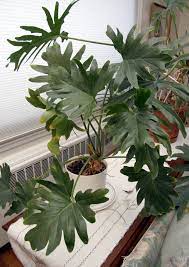 Split Leaf Philodendron Remains A Favorite Tropical Houseplant Philodendron Plant Philadendron Plant Plants