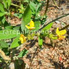 Image result for Cajanus cajan