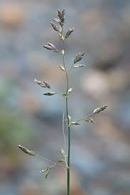 Image result for Poa binata