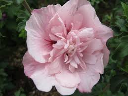 Image result for Hibiscus syriacus ´Pink Chiffon