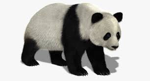 Giant Panda Bear Fur Obj Giant Panda Bear Panda Bear Giant Panda