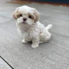 Our puppies are raised in our home and under foot. Available Puppies Blissful Shih Tzu Paradise