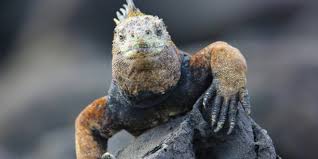 Die besten sehenswürdigkeiten in ecuador. Top 10 Sehenswurdigkeiten In Ecuador Auf Galapagos Galapagos Ecuador Reisen Informationsportal