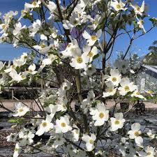 How to grow papaya in florida | varieties, care & common pests. Cornus Florida Flowering Dogwood Mail Order Natives