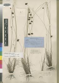 Image result for Bulbostylis scabricaulis