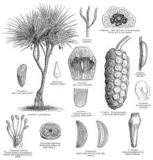 Image result for Pandanaceae
