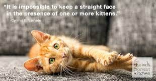 See more ideas about friendship quotes images, quotes, friendship quotes. Ten Best Cat Quotes Ever The Honest Kitchen Blog