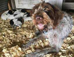 Although she is doing well the vet decided not to place any additional stress in her. Akc German Wirehaired Pointer Puppies For Sale Nex Tech Classifieds